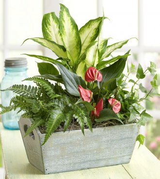 Arrangement of Plants