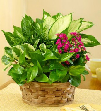 Blooming Dish Garden